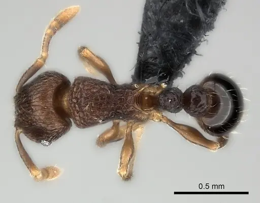 Tetramorium coillum - CASENT0481287