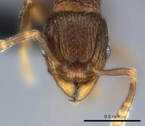 Tetramorium coillum - CASENT0481287