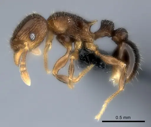Tetramorium coillum - CASENT0481287
