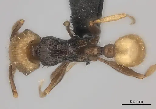Tetramorium coloreum specimen