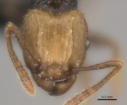 Tetramorium coloreum specimen