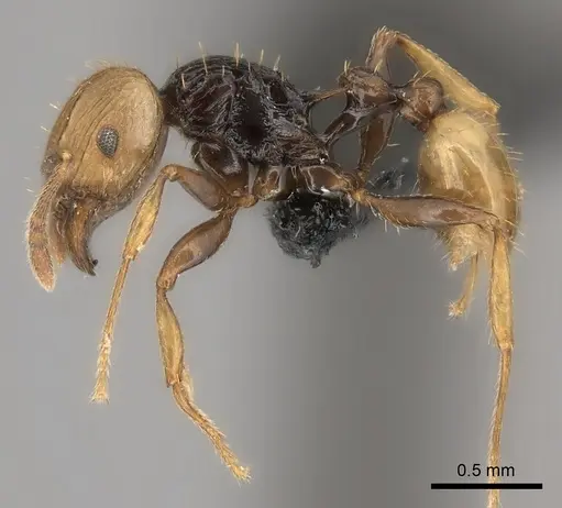 Tetramorium coloreum specimen