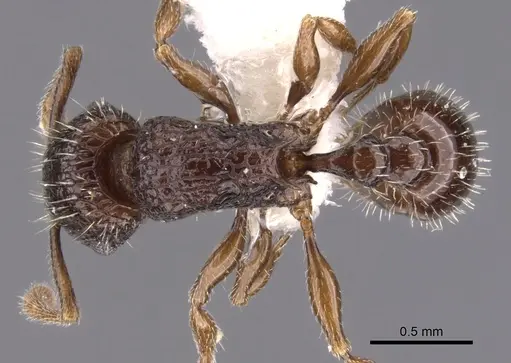 Tetramorium confusum specimen