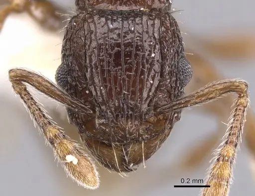 Tetramorium confusum specimen