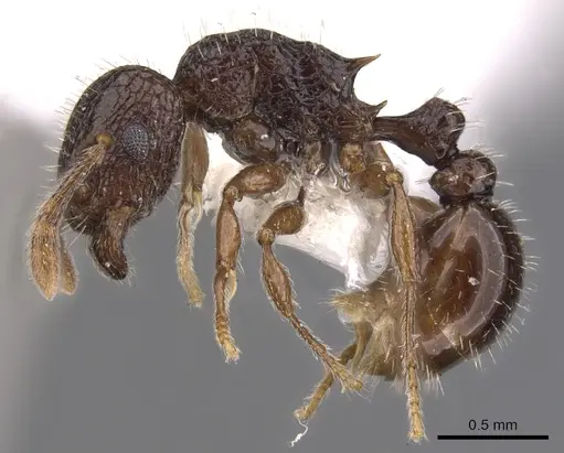 Tetramorium confusum specimen