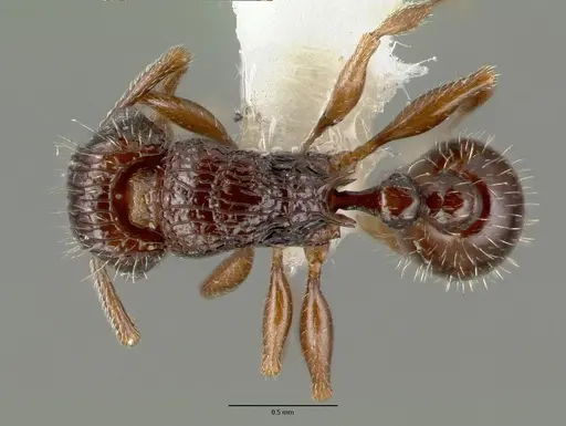Tetramorium confusum - CASTYPE12541