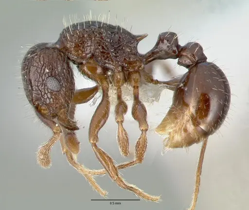 Tetramorium confusum - CASTYPE12541
