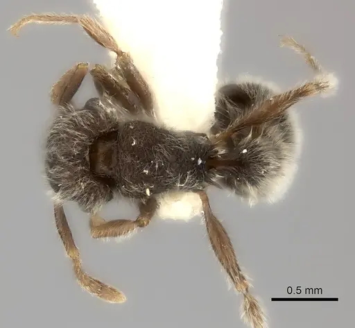 Tetramorium constanciae specimen