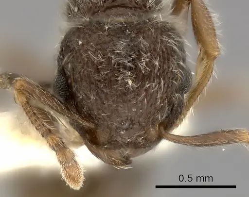 Tetramorium constanciae specimen