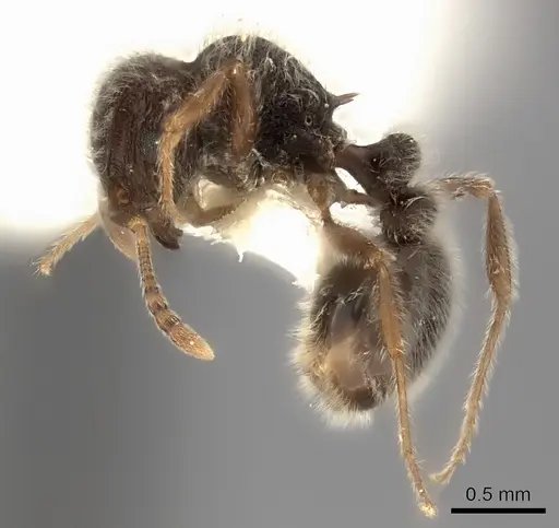 Tetramorium constanciae specimen