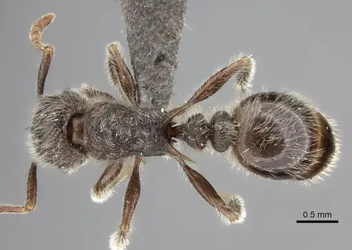 Tetramorium constanciae - CASENT0235781