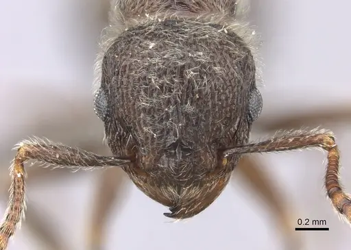 Tetramorium constanciae - CASENT0235781