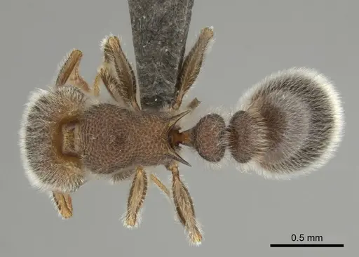 Tetramorium constanciae - CASENT0257067