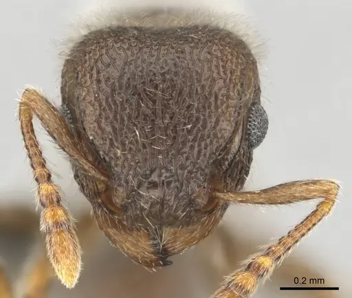 Tetramorium constanciae - CASENT0257067