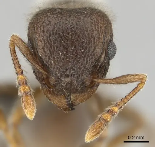 Tetramorium constanciae - CASENT0257067