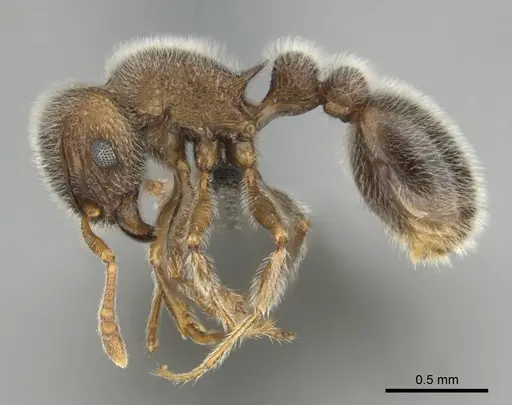 Tetramorium constanciae - CASENT0257067