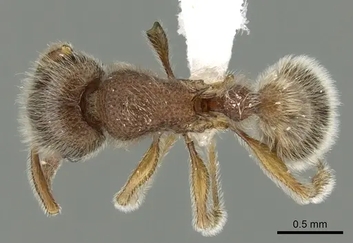 Tetramorium constanciae - CASENT0413084