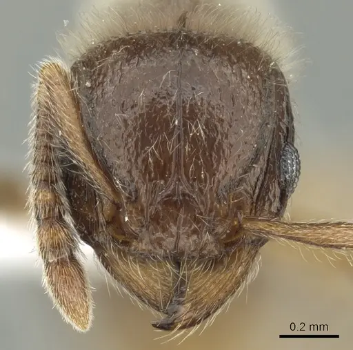 Tetramorium constanciae - CASENT0413084