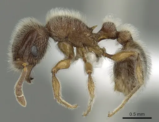 Tetramorium constanciae - CASENT0413084