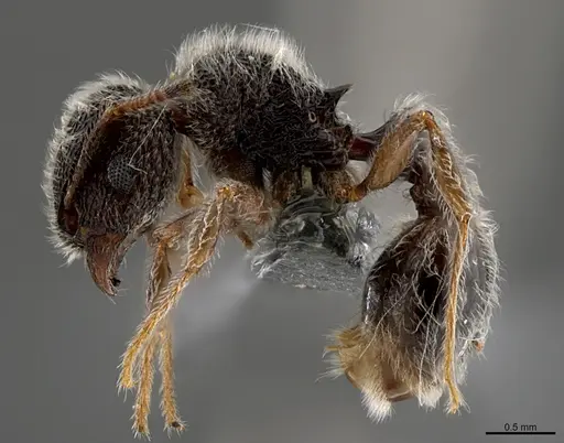 Tetramorium constanciae - CASENT0784503