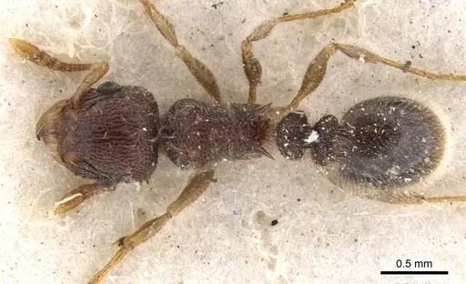 Tetramorium constanciae - CASENT0901136