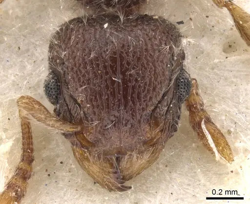 Tetramorium constanciae - CASENT0901136