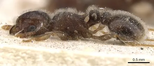 Tetramorium constanciae - CASENT0901136