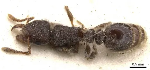 Tetramorium constanciae - CASENT0901137