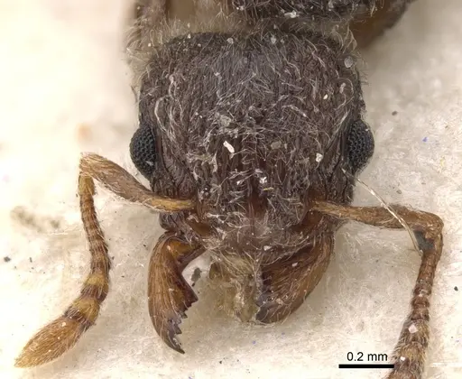Tetramorium constanciae - CASENT0901137