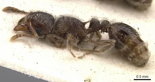 Tetramorium constanciae - CASENT0901137