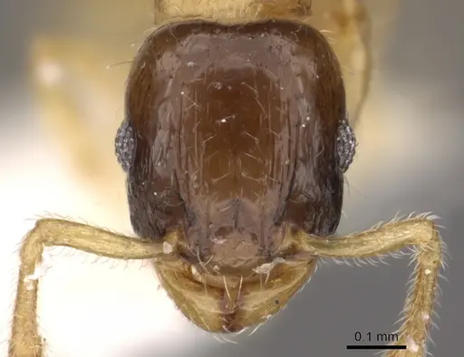Tetramorium convexum specimen