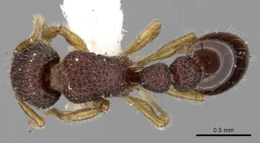 Tetramorium coonoorense specimen