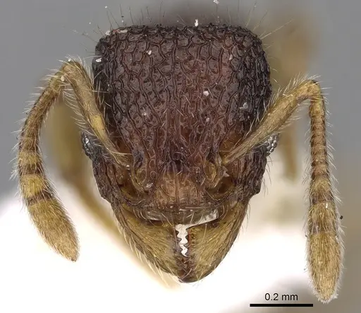 Tetramorium coonoorense specimen