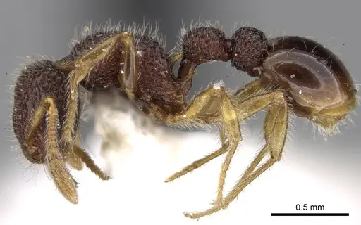 Tetramorium coonoorense specimen