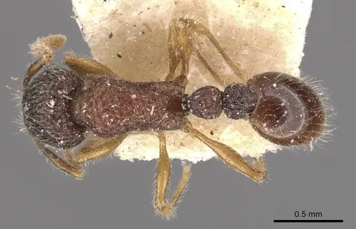 Tetramorium coonoorense - CASENT0909165