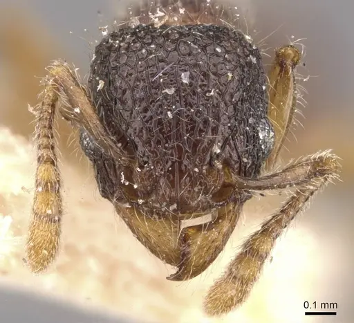 Tetramorium coonoorense - CASENT0909165