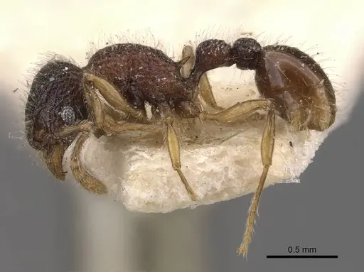 Tetramorium coonoorense - CASENT0909165