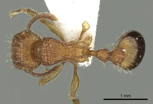 Tetramorium cristatum specimen