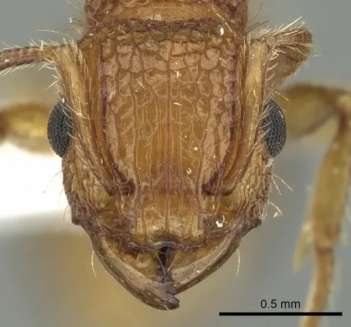 Tetramorium cristatum specimen