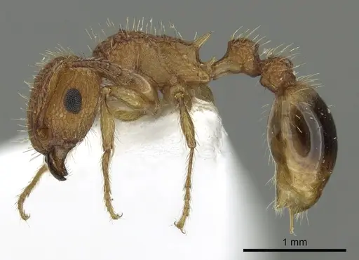 Tetramorium cristatum specimen