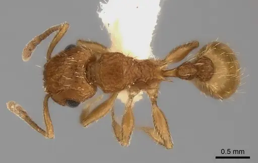 Tetramorium cristatum - CASENT0217966