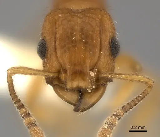 Tetramorium cristatum - CASENT0217966