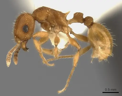 Tetramorium cristatum - CASENT0217966