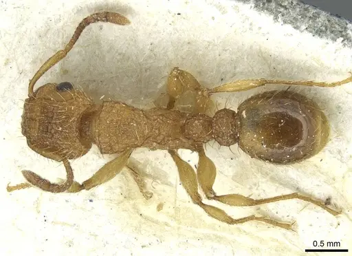 Tetramorium cristatum - CASENT0915002