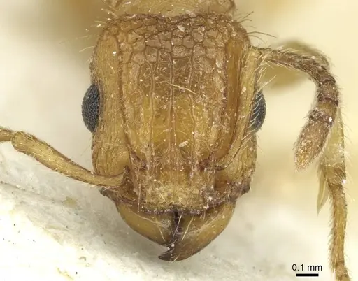 Tetramorium cristatum - CASENT0915002