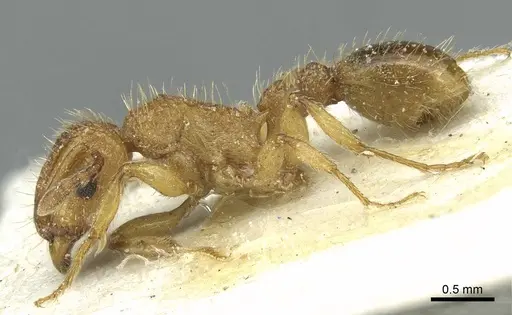 Tetramorium cristatum - CASENT0915002