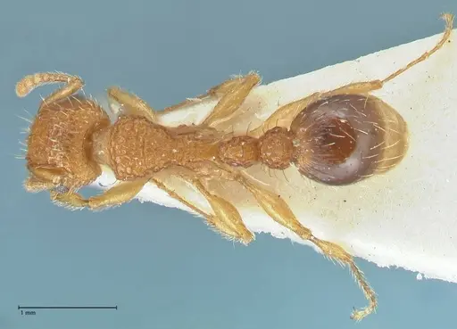 Tetramorium cristatum - FOCOL2096