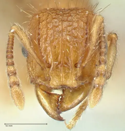 Tetramorium cristatum - FOCOL2096