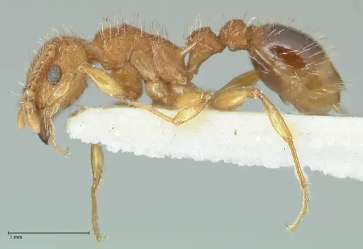 Tetramorium cristatum - FOCOL2096