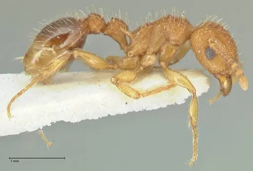 Tetramorium cristatum - FOCOL2096